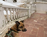 Собаки в Москве: Барри в добрые руки Мальчик, Бесплатно - фото 3