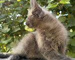 Кошки в Сальске: Котенок мейн кун 1,5 месяца Мальчик, 20 000 руб. - фото 2
