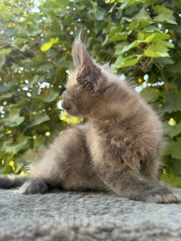 Кошки в Сальске: Котенок мейн кун 1,5 месяца Мальчик, 20 000 руб. - фото 2