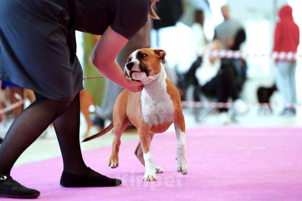 Собаки в Москве: АСТ Мальчик, 100 000 руб. - фото 6