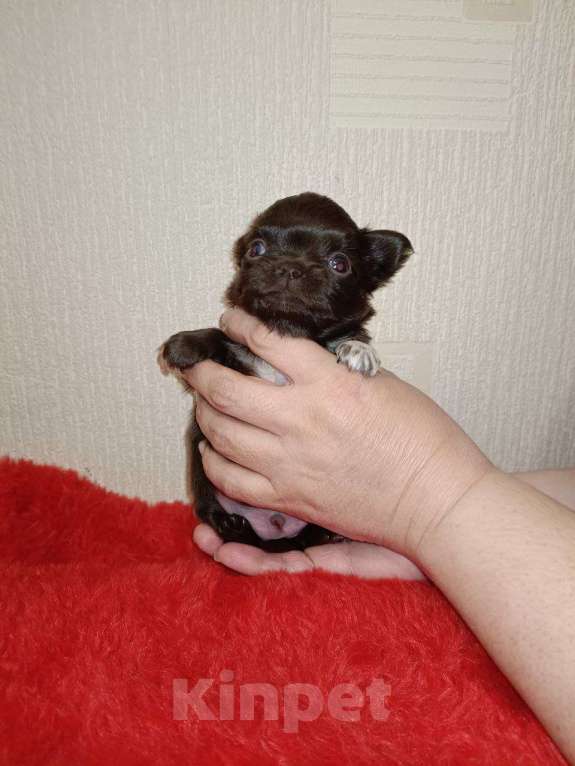 Собаки в Санкт-Петербурге: Шоколадный мальчик  Мальчик, 70 000 руб. - фото 2