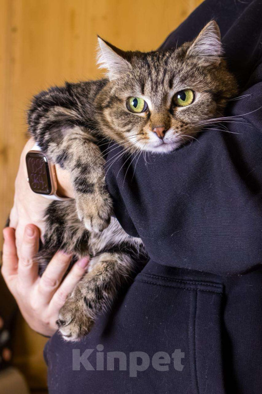 Кошки в Москве: Кошка Пуся ищет дом! Девочка, Бесплатно - фото 6