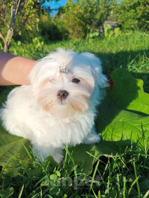 Собаки в Ковровом: Мальтезе РКФ Мальчик, 35 000 руб. - фото 7