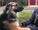 Собаки в Москве: Умная и красивая собака Герда в добрые руки ищет дом Девочка, 100 руб. - фото 3