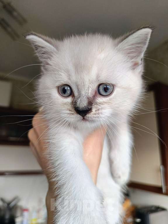 Кошки в Ростове-на-Дону: Мальчик 1 Мальчик, 13 000 руб. - фото 2