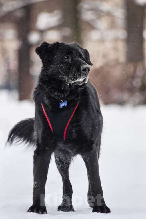 Собаки в других городах Московской области: Спокойный мишка Мальчик, Бесплатно - фото 8