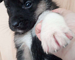 Собаки в Кемерово: Щенки крупнопародных собак Девочка, 100 руб. - фото 3