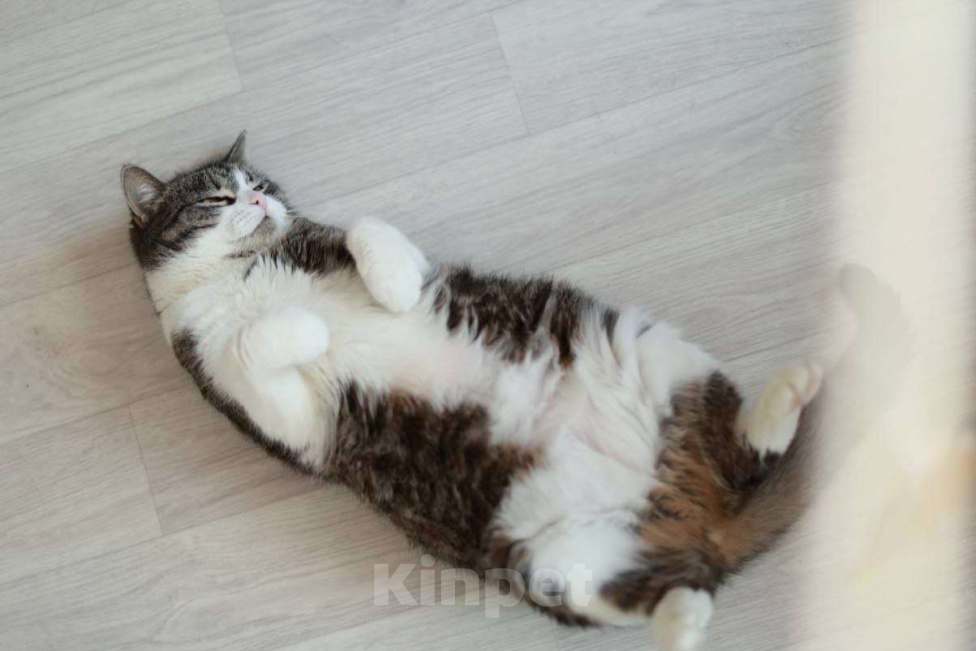 Кошки в Санкт-Петербурге: Шарлотта — ласковая кошка, кокетка, красотка Девочка, Бесплатно - фото 1