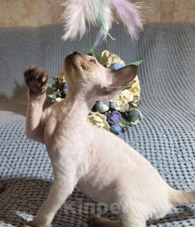 Кошки в Москве: голубоглазые котята девон-рекс Мальчик, 85 000 руб. - фото 6