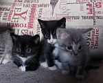Кошки в Улане-Удэ: Отдам в хорошие руки красивых и умных котят 😻 Разнополые, Бесплатно - фото 2