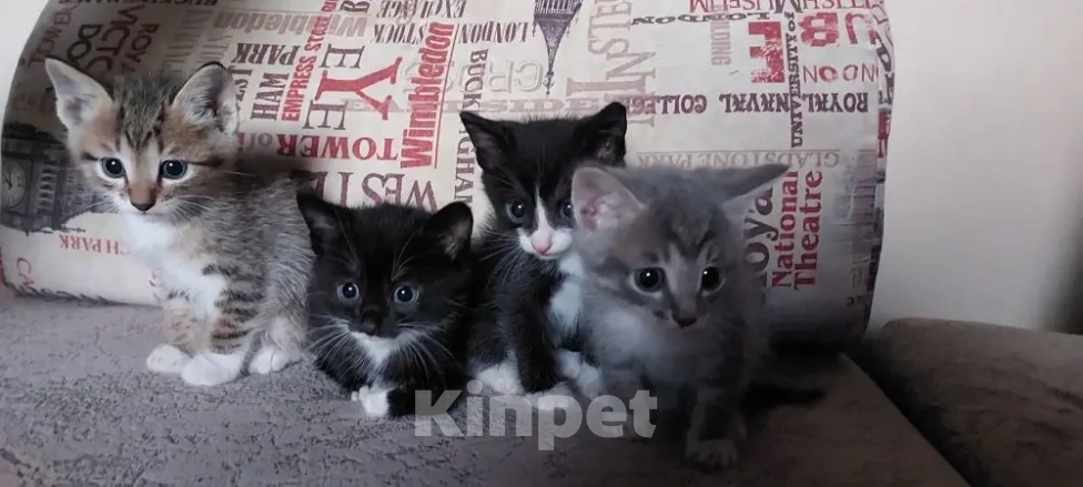 Кошки в Улане-Удэ: Отдам в хорошие руки красивых и умных котят 😻 Разнополые, Бесплатно - фото 2