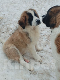 Собаки в других городах Тверской области: Московская сторожевая Мальчик, Бесплатно - фото 1