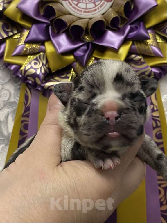 Собаки в Нижнем Новгороде: Щенки французского бульдога Девочка, 50 000 руб. - фото 3