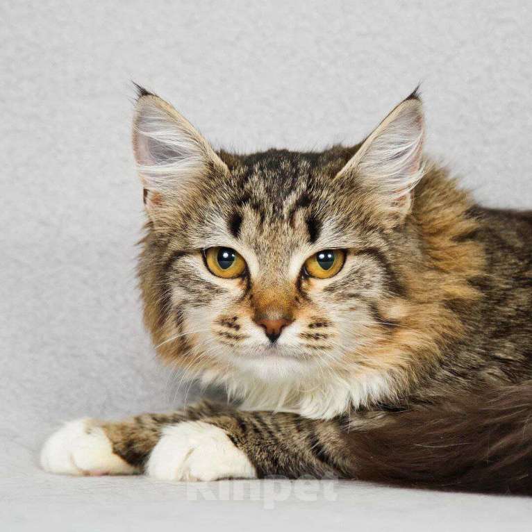 Кошки в Москве: котенок Бурка ищет дом Девочка, Бесплатно - фото 8