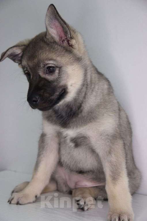 Собаки в Москве: ЩЕночек 2 месяца грустит без мамы Девочка, Бесплатно - фото 2