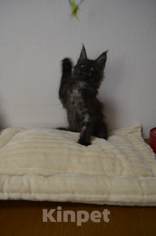 Кошки в Санкт-Петербурге: Chloe Diesel Power черный дым Девочка, 60 000 руб. - фото 2