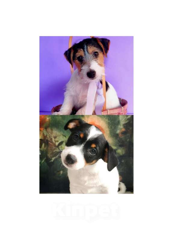 Собаки в Магнитогорске: Щенки ДРТ Мальчик, 25 000 руб. - фото 1