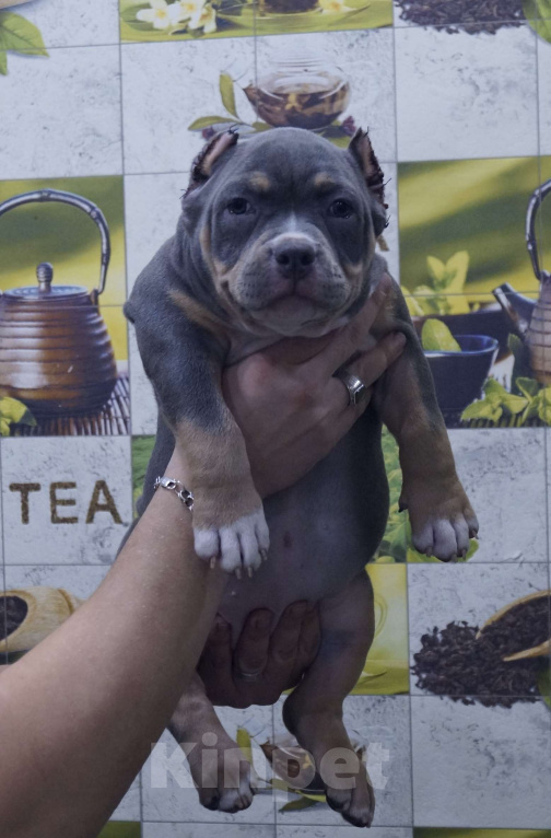 Собаки в Белово: Щенок Американский булли Девочка, 200 000 руб. - фото 3