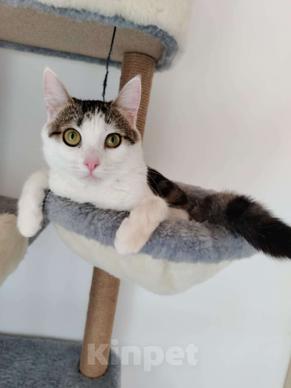 Кошки в Москве: Лапка. Лапочка. Лапушка. Девочка, Бесплатно - фото 6