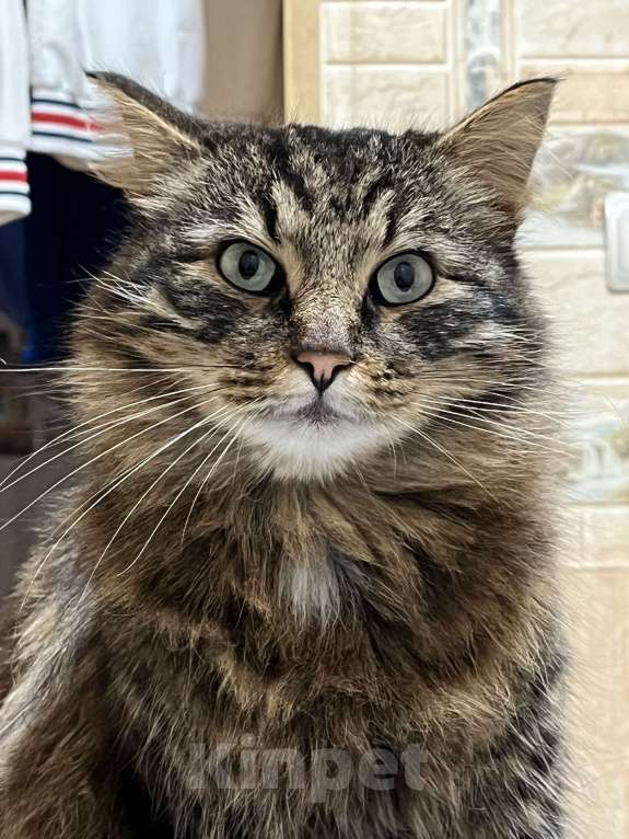 Кошки в Воскресенске: Потерялся кот по кличке Кекс Мальчик, Бесплатно - фото 4