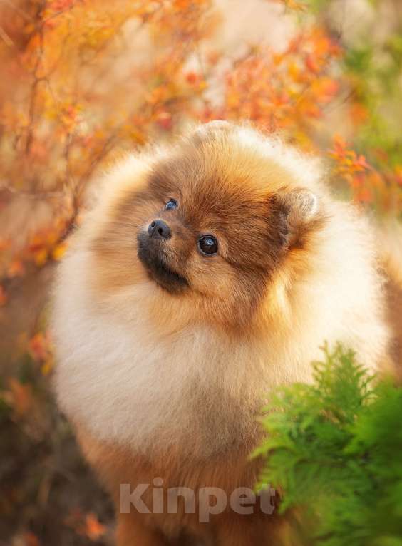 Собаки в Пушкино: Красавец померанец! Мальчик, 50 000 руб. - фото 2