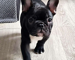 Собаки в Владивостоке: Очаровательная девочка французского бульдога Девочка, 75 000 руб. - фото 7