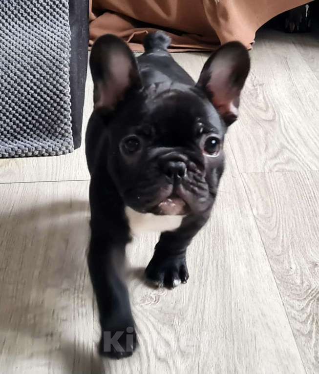 Собаки в Владивостоке: Очаровательная девочка французского бульдога Девочка, 75 000 руб. - фото 7