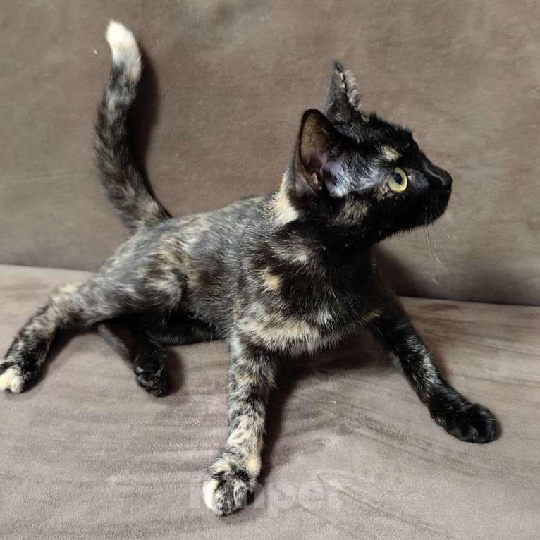 Кошки в Москве: Самая ласковая кошечка на свете ищет свою семью Девочка, Бесплатно - фото 2