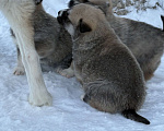 Собаки в других городах Свердловской области: Осторожик Мальчик, Бесплатно - фото 4