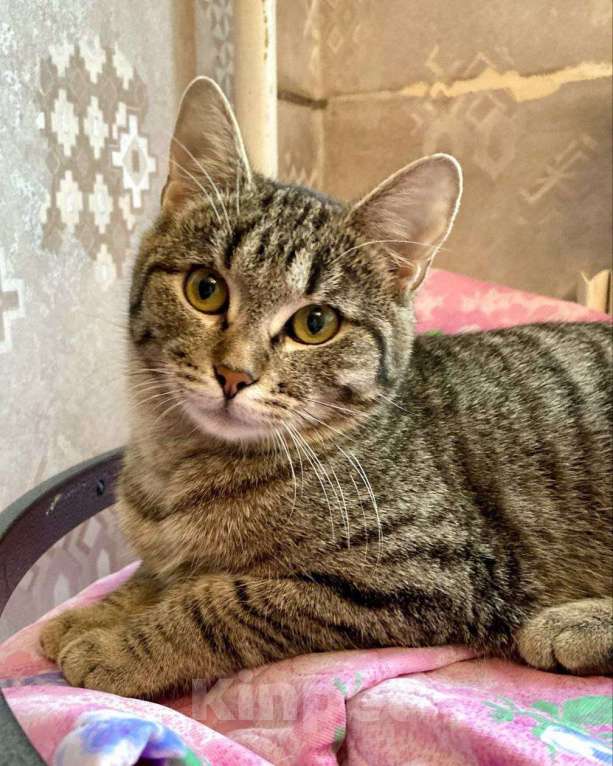 Кошки в Москве: Полосочка ищет дом Девочка, Бесплатно - фото 2