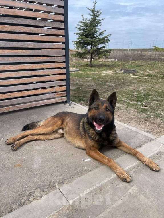 Собаки в Москве: Красавец Бард Мальчик, Бесплатно - фото 5