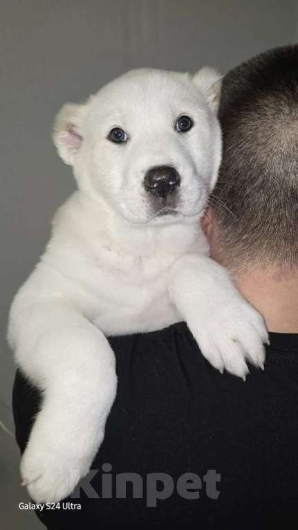 Собаки в Москве: Щенки алабая Мальчик, 30 000 руб. - фото 4