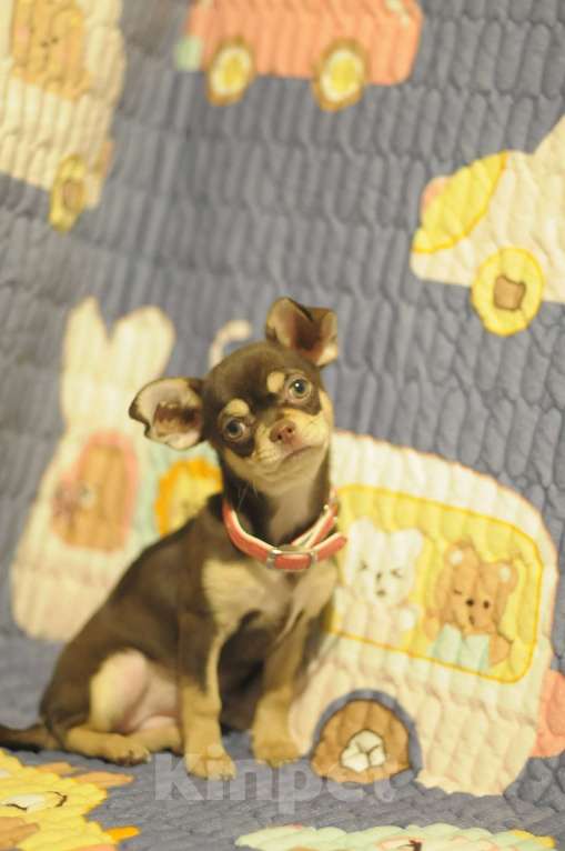 Собаки в Томске: чихуахуа щенки Девочка, Бесплатно - фото 3