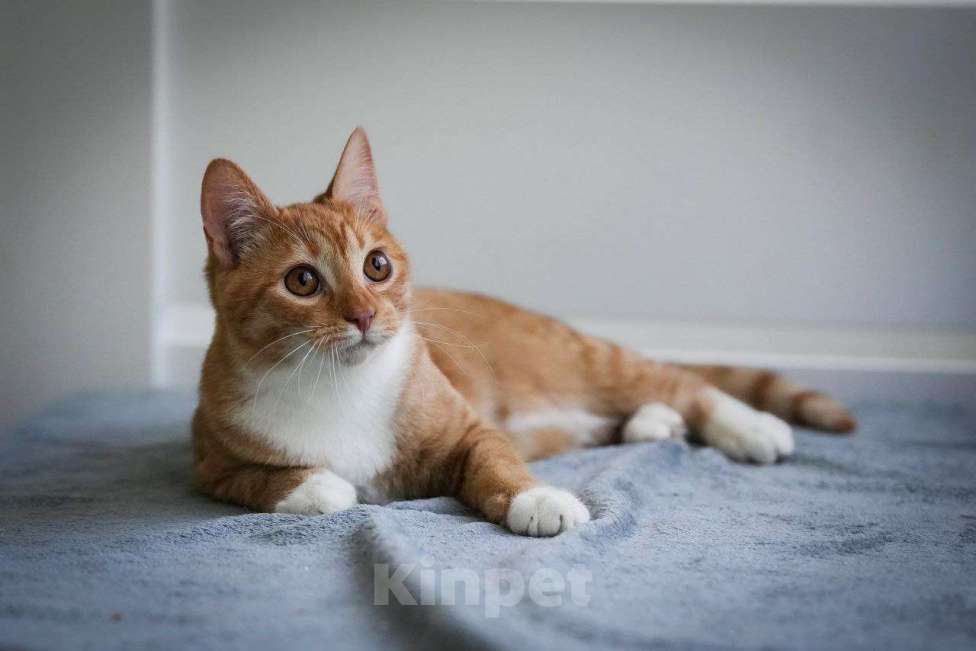 Кошки в Химках: Солнечный рыжик в дар Мальчик, Бесплатно - фото 5