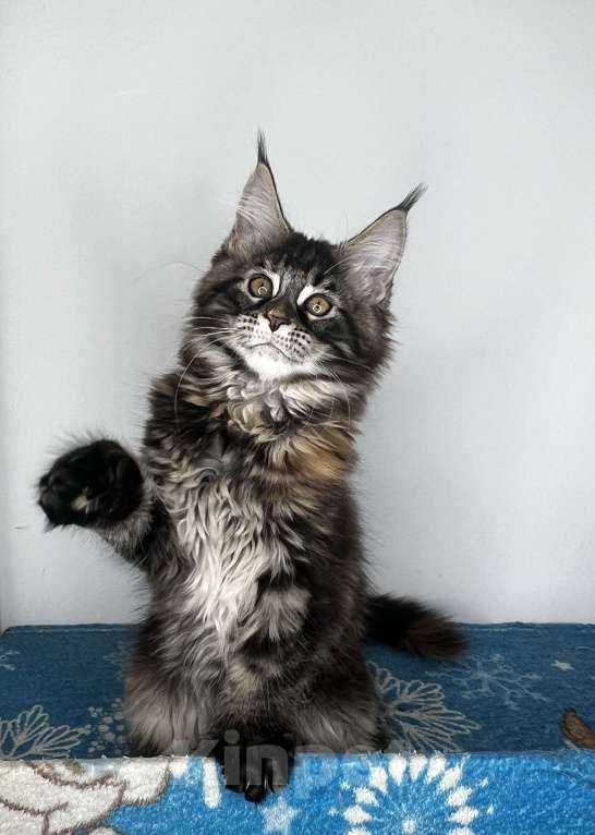 Кошки в Краснодаре: Котёнок Мейн Кун Полидакт Девочка, Бесплатно - фото 2