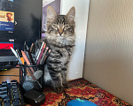 Кошки в Москве: Котенок (очень ласковый) Мальчик, Бесплатно - фото 4