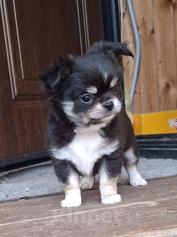 Собаки в других городах Калужской области: Мальчик триколор Мальчик, 50 000 руб. - фото 2