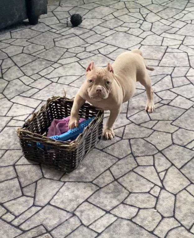 Собаки в Москве: Великолепные крепыши Мальчик, Бесплатно - фото 6