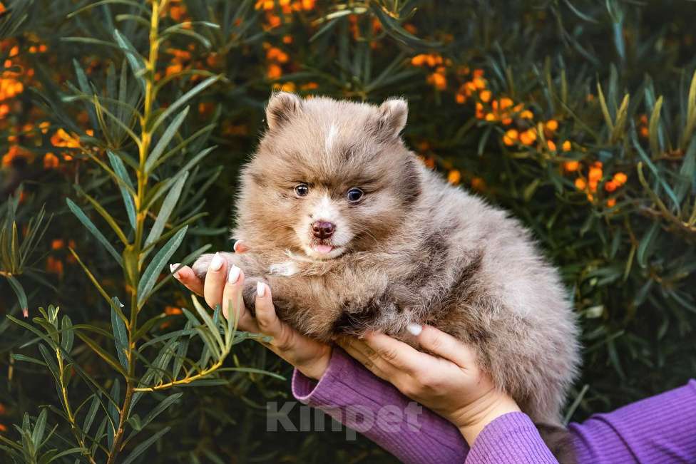Собаки в Ярославле: Кобель шпиц мраморного окраса Мальчик, 40 000 руб. - фото 8