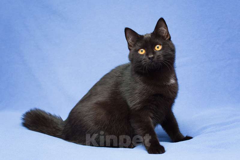 Кошки в Москве: Черный золотоглазый ручной котенок Ноа в добрые руки Девочка, 10 руб. - фото 3