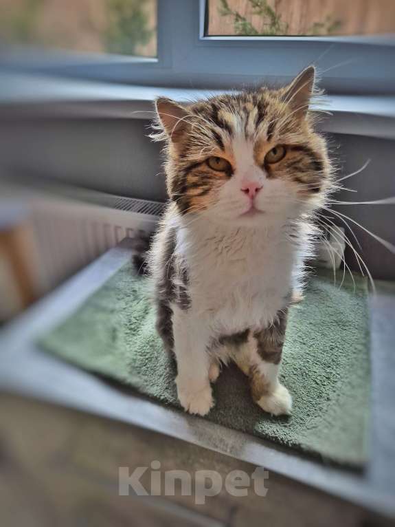 Кошки в Краснодаре: Котик Барс Мальчик, Бесплатно - фото 3