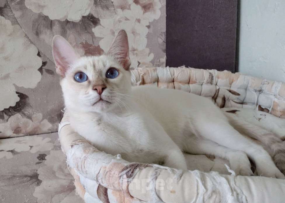 Кошки в Москве: Тайский котенок Мальчик, 35 000 руб. - фото 3