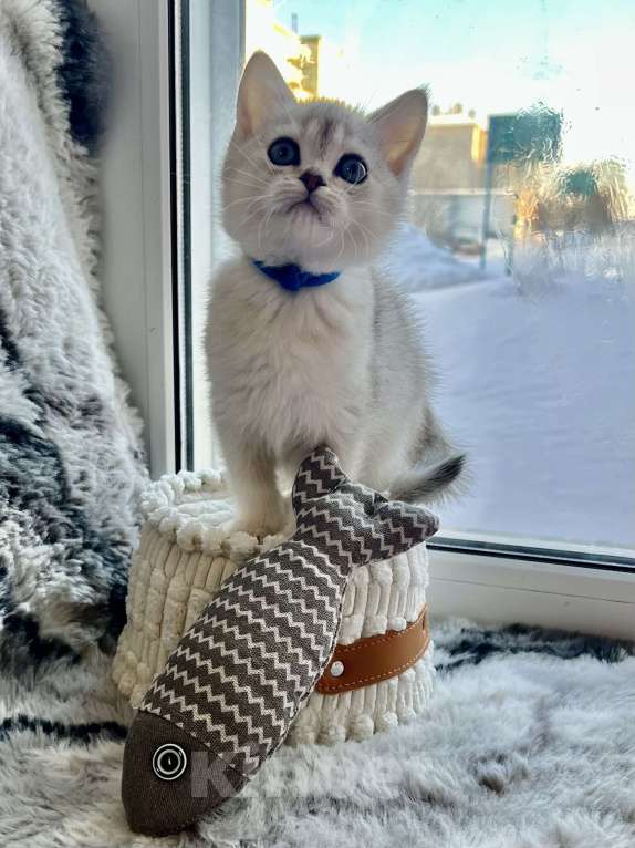 Кошки в Киселевске: Шотландские котята Мальчик, 20 000 руб. - фото 2