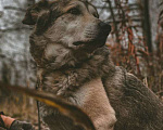 Собаки в Москве: Фидель Мальчик, Бесплатно - фото 4