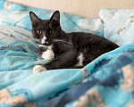 Кошки в Котельнике: Пропал кот Мальчик, 10 000 руб. - фото 1