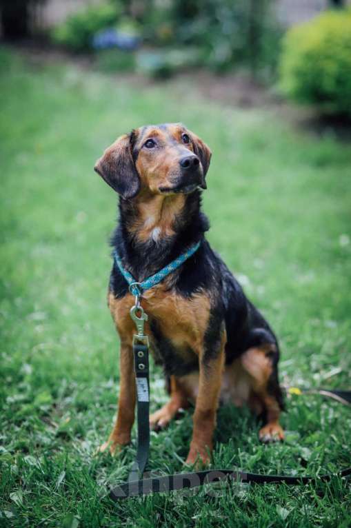 Собаки в Москве: Балканская гончая в добрые руки Девочка, 100 руб. - фото 5