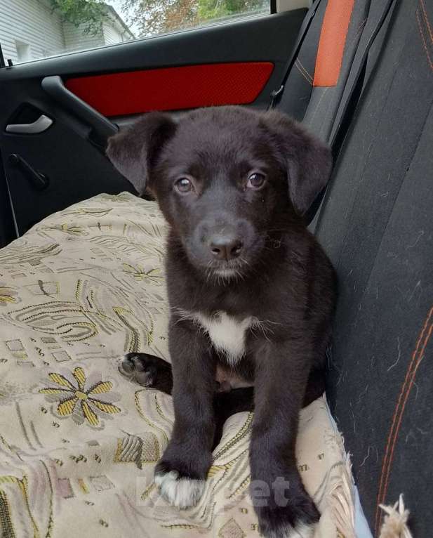 Собаки в Кинели: Щенок в добрые руки Мальчик, 1 000 руб. - фото 2