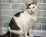 Кошки в Санкт-Петербурге: Кошка ищет дом Девочка, Бесплатно - фото 5