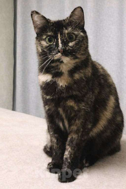 Кошки в Москве: Кошечка Ежевика ищет дом Девочка, Бесплатно - фото 3