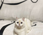 Кошки в Москве: Шотландский котенок  Девочка, 20 000 руб. - фото 2